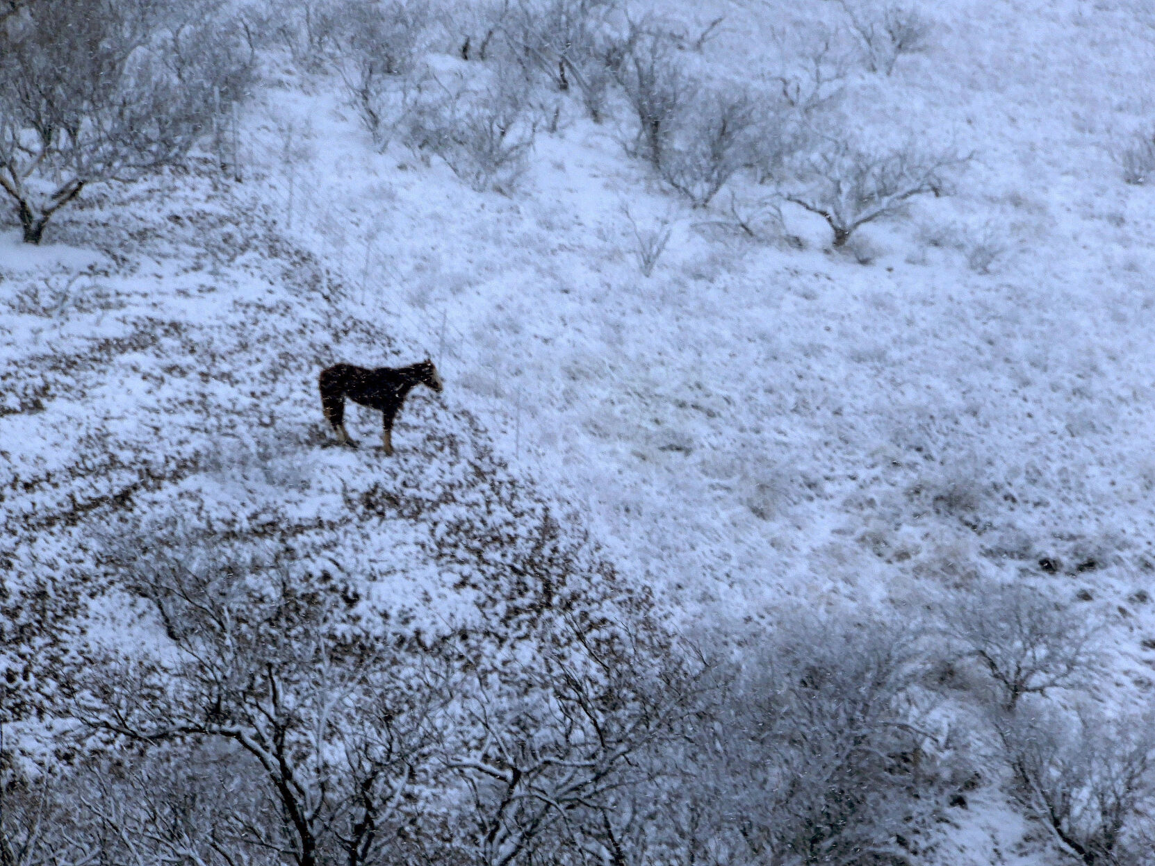 Snow, Santa Cruz County, 2023